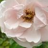 whiteflower61